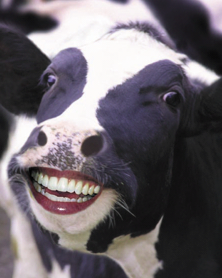 10 Foto editan hewan punya gigi mirip manusia, bikin geli
