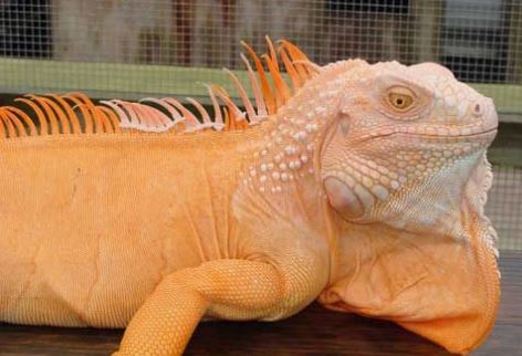 8 Iguana paling cantik, bisa jadi inspirasi kamu pelihara hewan reptil