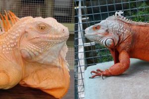 8 Iguana paling cantik, bisa jadi inspirasi kamu pelihara hewan reptil