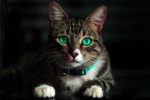 Penelitian ungkap kemampuan kucing merespons panggilan majikan