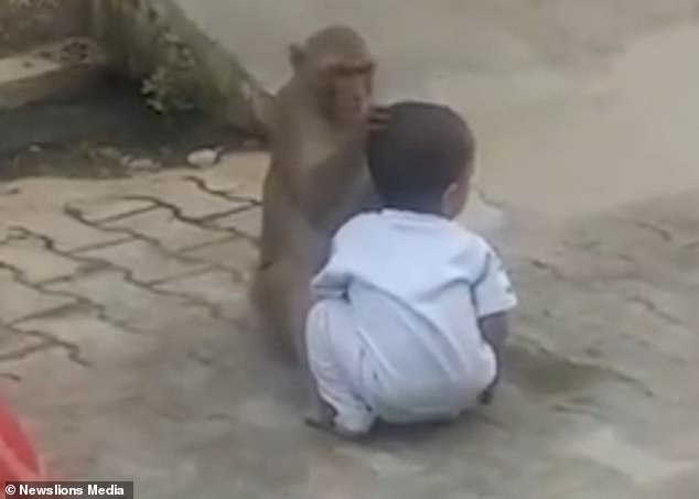 Balita usia 2 tahun diculik monyet, diperlakukan bak anak sendiri
