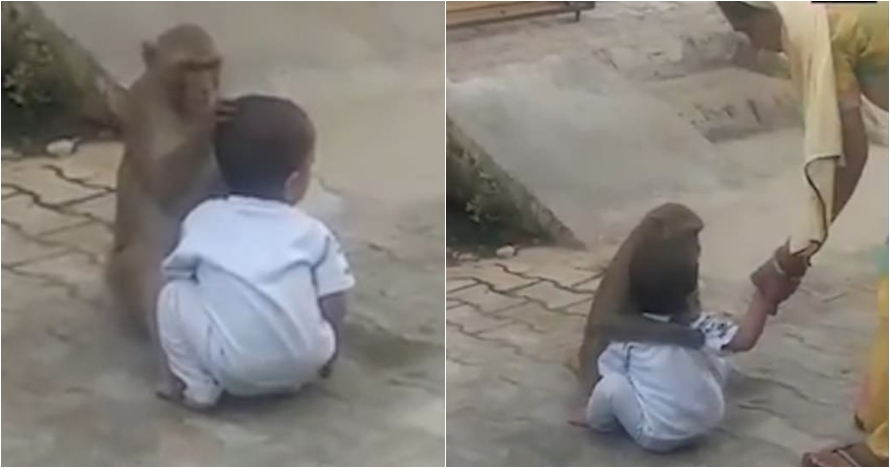 Balita usia 2 tahun diculik monyet, diperlakukan bak anak sendiri