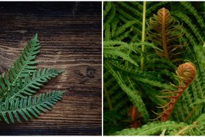 8 Manfaat daun pakis bagi kesehatan, bisa untuk diet