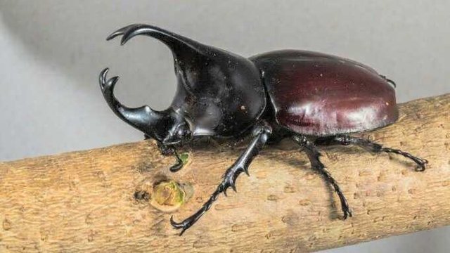 7 Potret karakter asli film kartun Larva, bikin bergidik geli