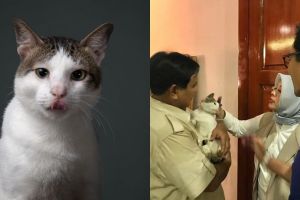Mengenal Bobby, kucing Prabowo yang dibawa jenguk Sandiaga