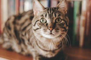 Ini alasan ilmiah untuk pelihara kucing di dalam rumah