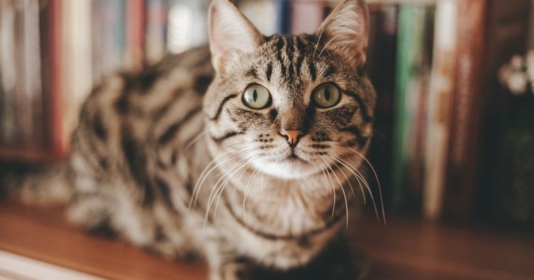 Ini alasan ilmiah untuk pelihara kucing di dalam rumah