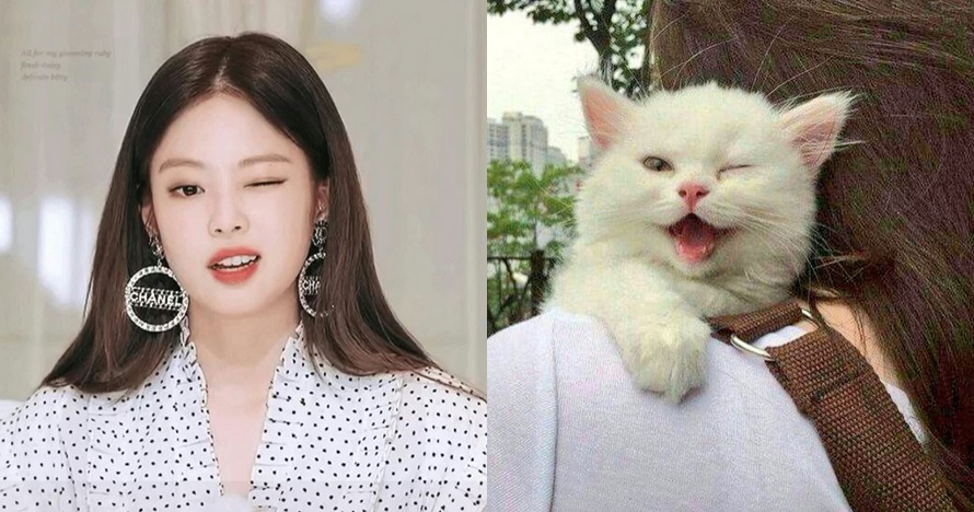 8 Cocoklogi Jennie Blackpink dengan kucing ini bikin gemas