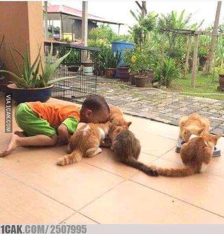 11 Foto lucu kekompakan anak-anak dan kucingnya ini kocak