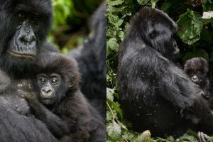 Pose gorila saat foto bareng pengasuhnya ini curi perhatian