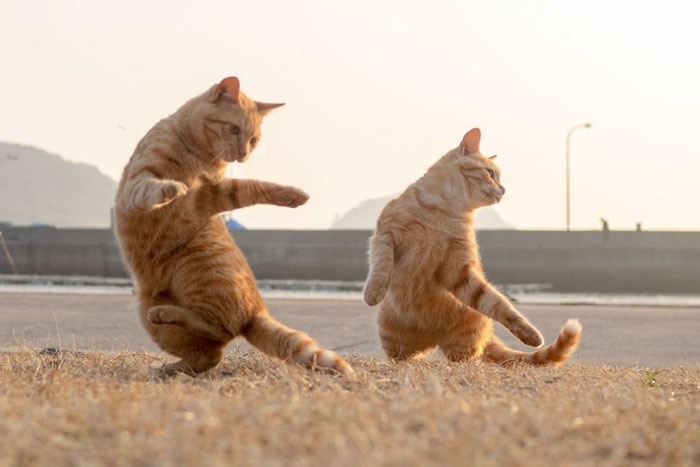15 Aksi kucing 'ngedance' ini bikin gemas