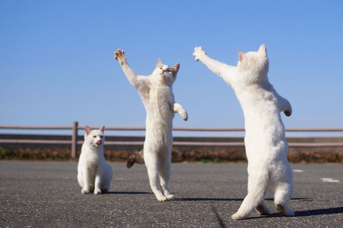 15 Aksi kucing 'ngedance' ini bikin gemas