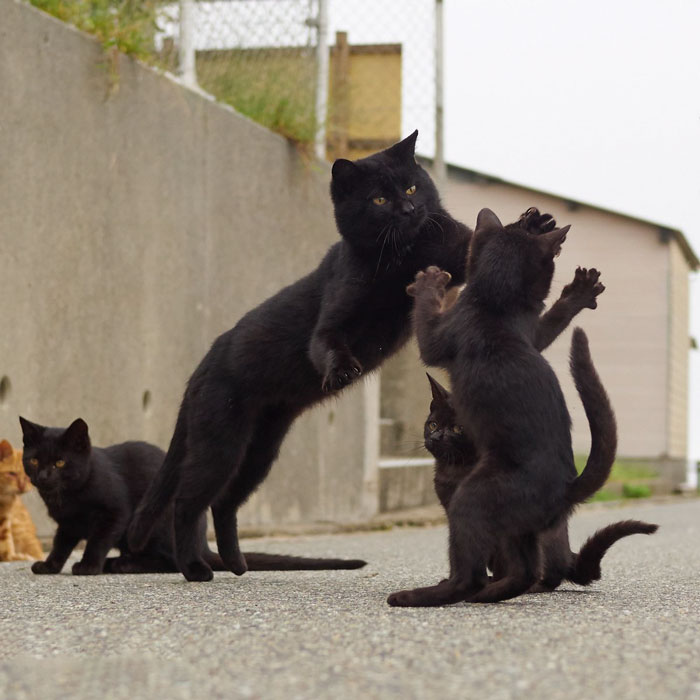 15 Aksi kucing 'ngedance' ini bikin gemas