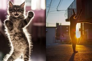 15 Aksi kucing 'ngedance' ini bikin gemas