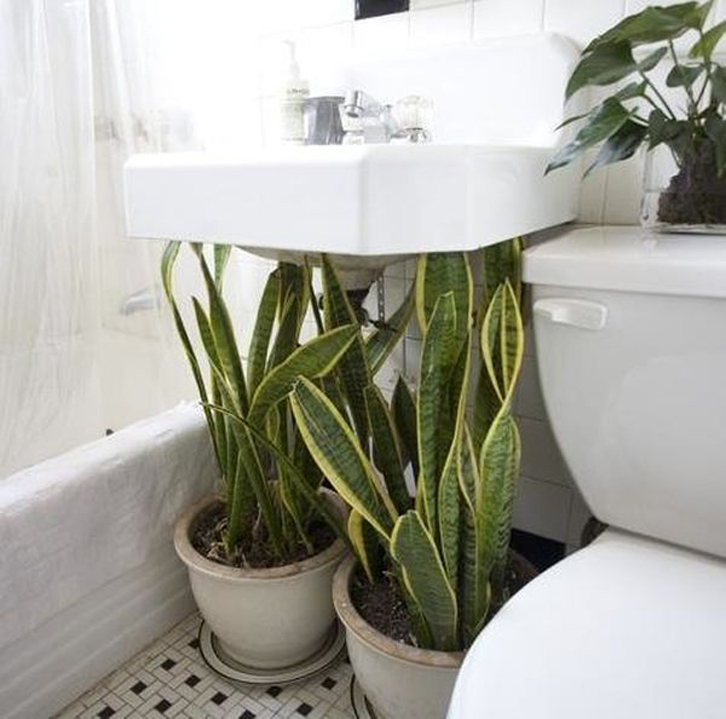7 Bahan alami pengharum kamar mandi, murah dan mudah dipakai