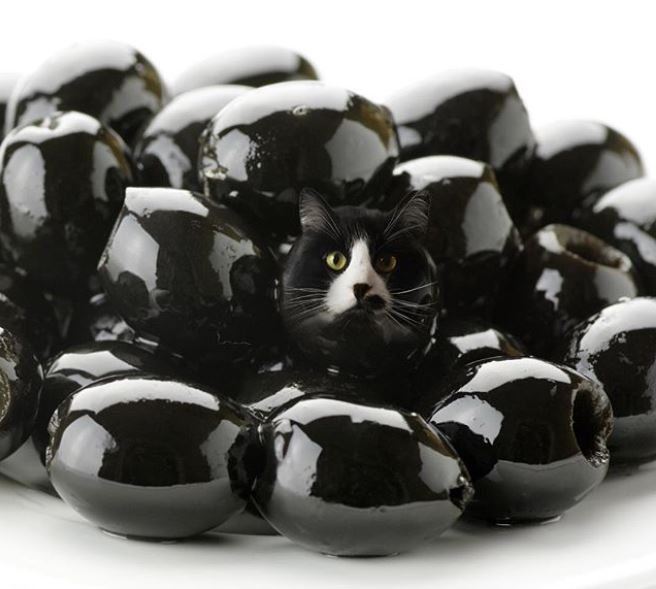 12 Editan foto kucing dalam makanan ini imut abis