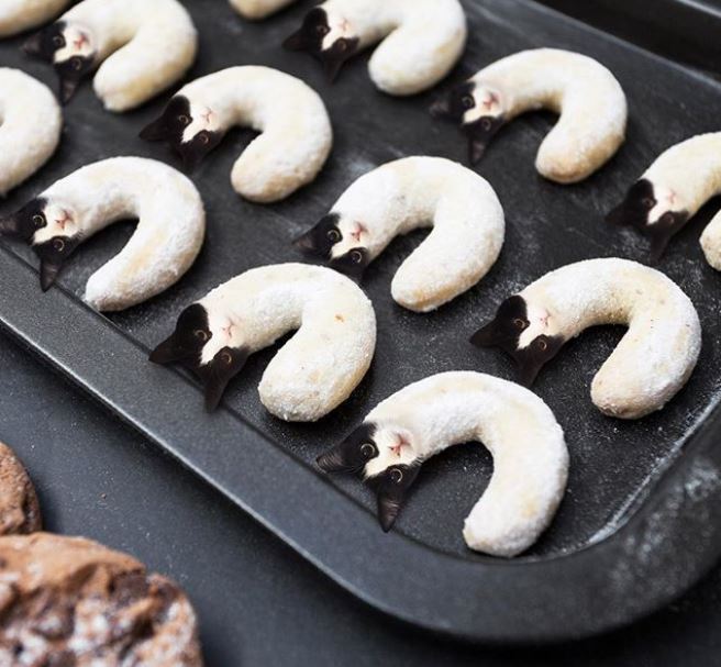 12 Editan foto kucing dalam makanan ini imut abis