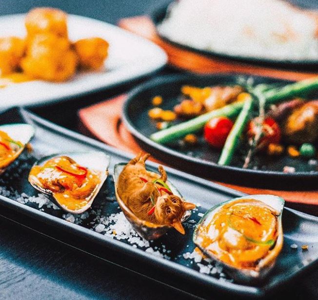 12 Editan foto kucing dalam makanan ini imut abis