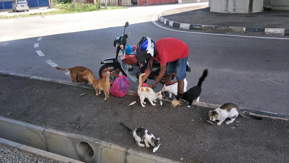 Juru parkir ini habiskan gajinya beri makan anjing & kucing liar
