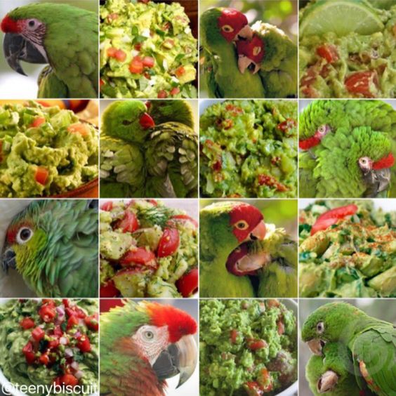 18 Kamuflase hewan ini mirip makanan & minuman, bikin perut lapar