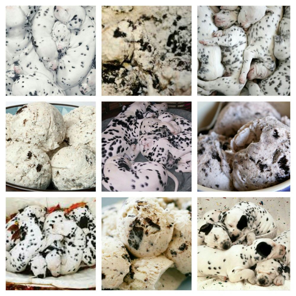 18 Kamuflase hewan ini mirip makanan & minuman, bikin perut lapar