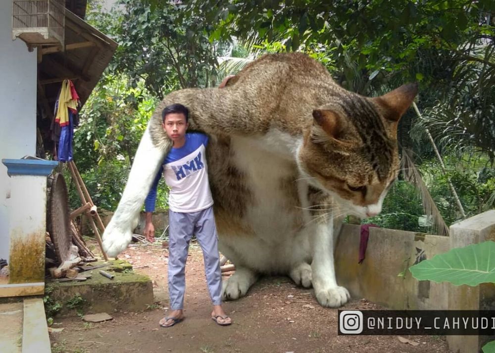 Editan foto jika kucing jadi raksasa ini kocak banget