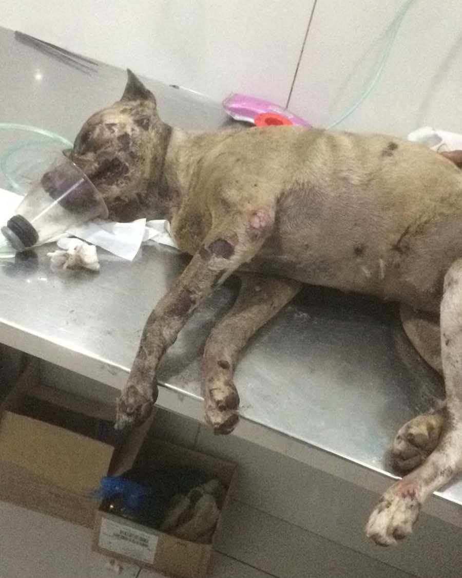 Viral seekor anjing dibakar hidup-hidup, bikin miris