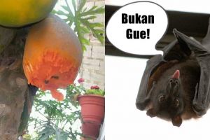 Dikira kelelawar, hewan yang menggerogoti pepaya ini tak terduga