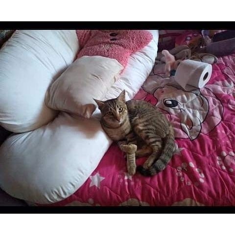 6 Potret kucing temani cewek yang sakit parah, endingnya bikin mewek