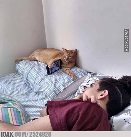 10 Potret lucu kerjasama kucing dan manusia ini bikin ngakak