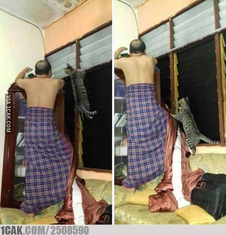 10 Potret lucu kerjasama kucing dan manusia ini bikin ngakak