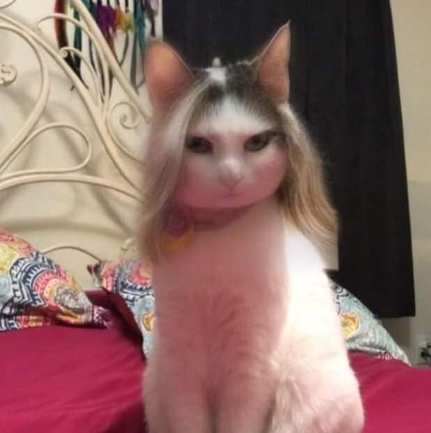Potret kucing pakai fitur Snapchat swap gender © 2019 brilio.net