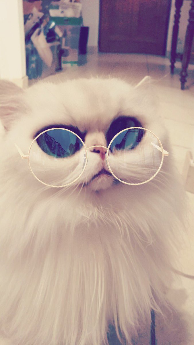 12 Potret kucing pakai Snapchat swap gender, bikin tepuk jidat