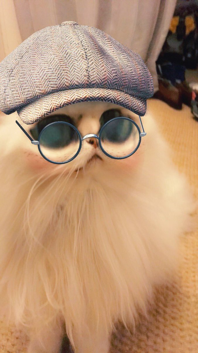 12 Potret kucing pakai Snapchat swap gender, bikin tepuk jidat