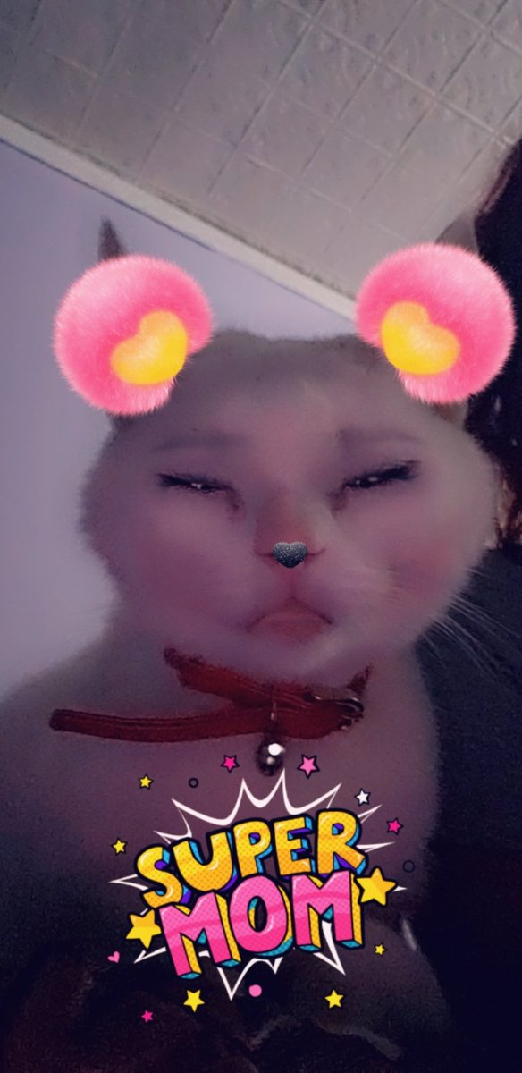 Potret kucing pakai fitur Snapchat swap gender © 2019 brilio.net