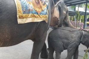Dipaksa tampil hibur turis, bayi gajah ini terkapar di jalan