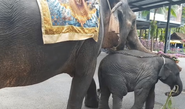 Dipaksa tampil hibur turis, bayi gajah ini terkapar di jalan