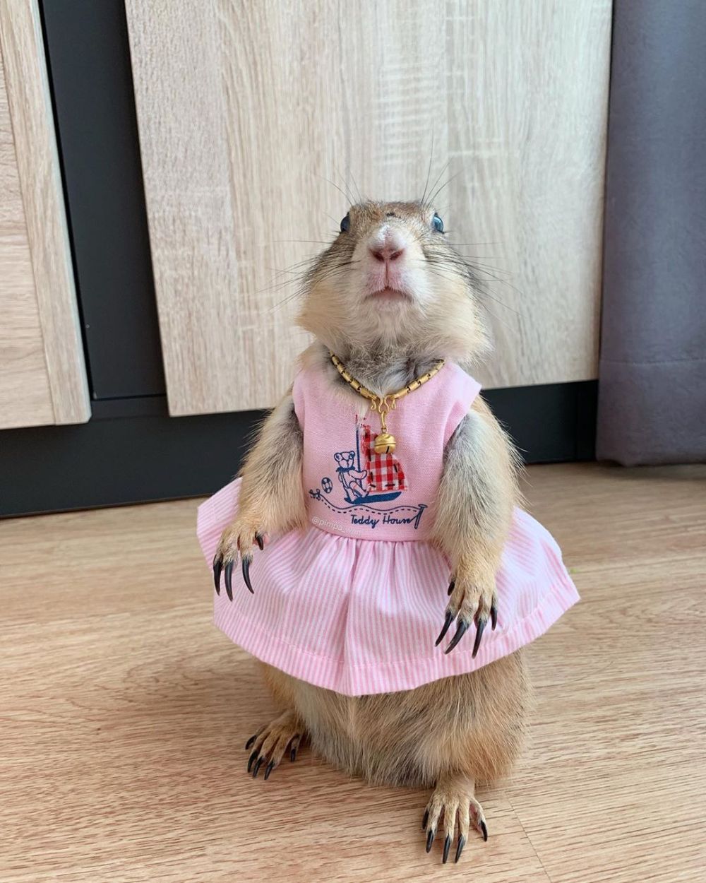 10 Aksi tupai selebgram dengan follower 47 juta ini bikin gemas