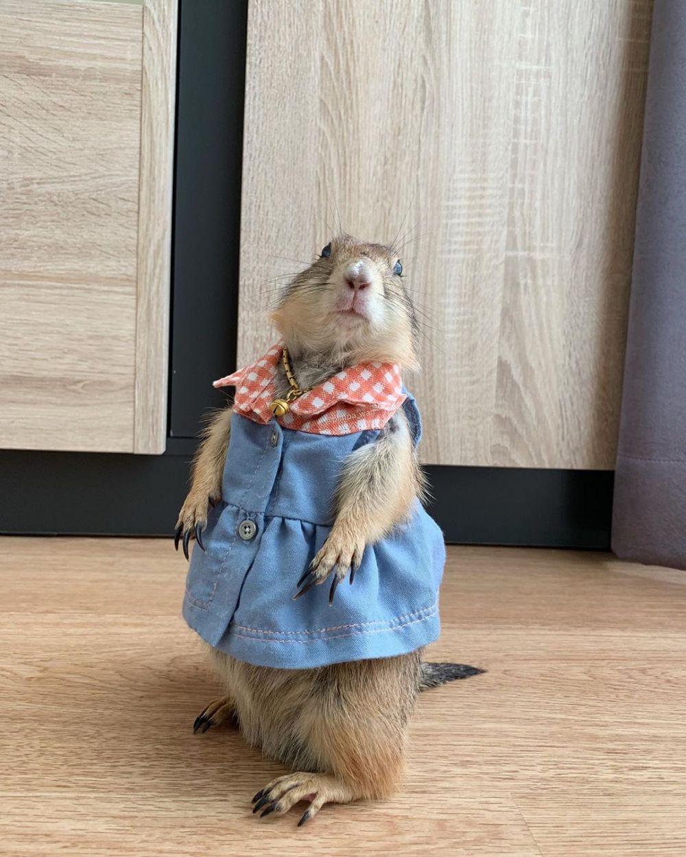 10 Aksi tupai selebgram dengan follower 47 juta ini bikin gemas