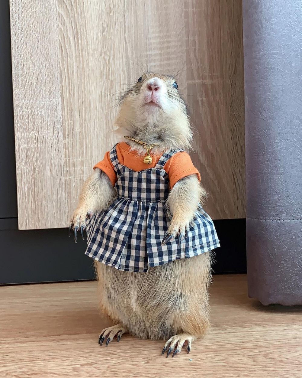 10 Aksi tupai selebgram dengan follower 47 juta ini bikin gemas