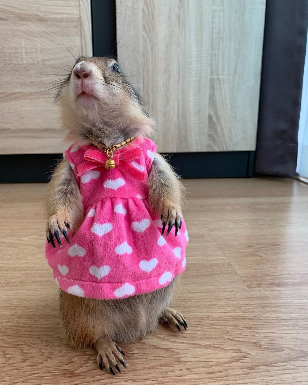 10 Aksi tupai selebgram dengan follower 47 juta ini bikin gemas