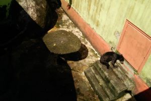 Viral beruang madu di Singkawang, kondisi tubuhnya jadi sorotan