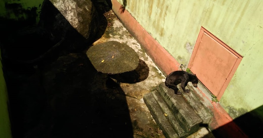 Viral beruang madu di Singkawang, kondisi tubuhnya jadi sorotan