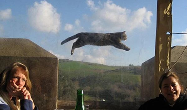 10 Momen kebetulan hewan tertangkap kamera, bikin lihat dua kali