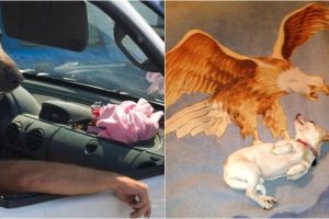 10 Momen kebetulan hewan tertangkap kamera, bikin lihat dua kali