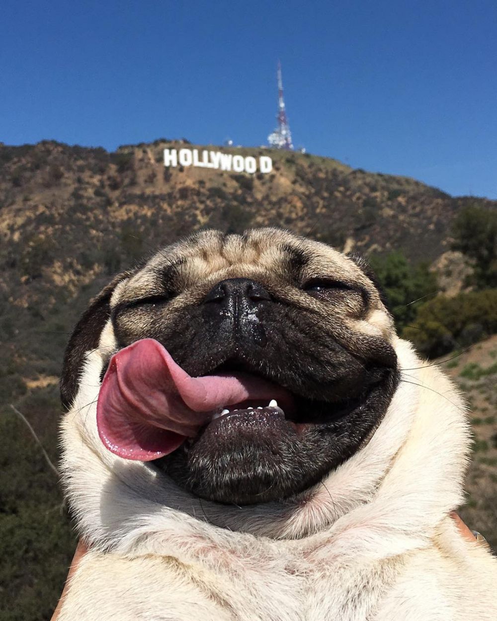 Bak manusia, 9 gaya anjing selfie ini bikin gemas