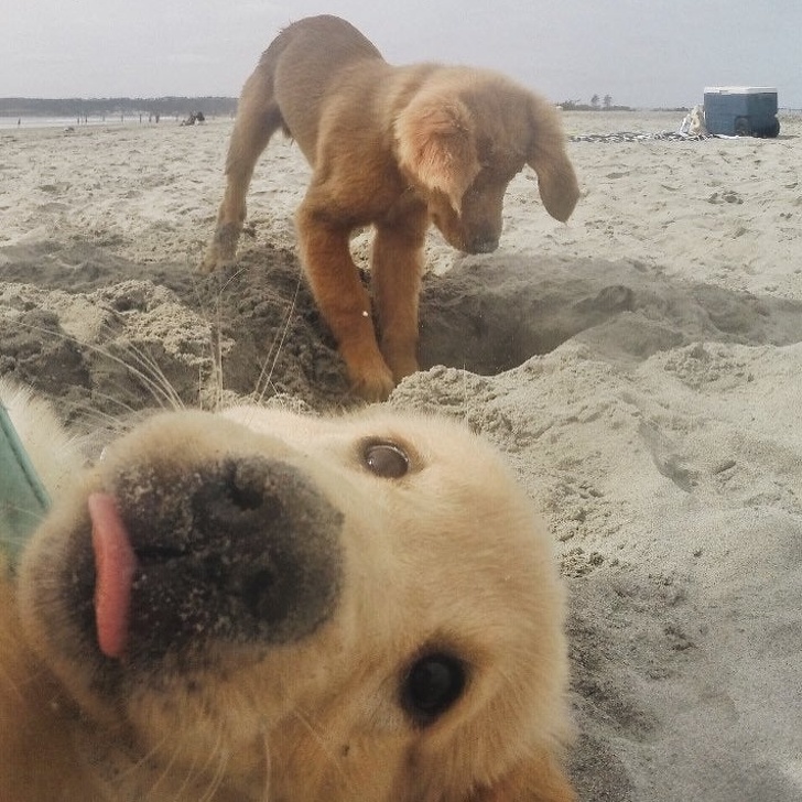 Bak manusia, 9 gaya anjing selfie ini bikin gemas