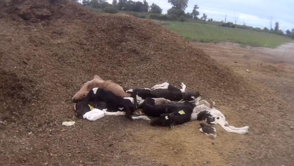 10 Perlakuan brutal terhadap hewan ternak ini bikin ngelus dada