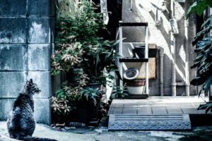 Saking uniknya, cara temukan kucing hilang ala Jepang ini viral!