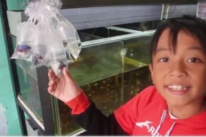 Riuh sidang MK, video beli cupang ini malah trending nomor 1 YouTube